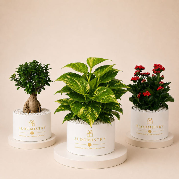 Indoor plants and orchids in designer planters by Bloomistry