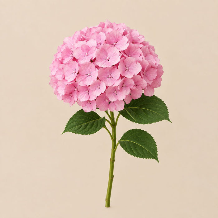 Hydrangea – flower delivery UAE