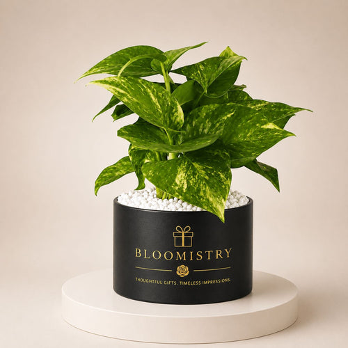 Golden Pothos (Money Plant) in black leather hatbox planter with gold Bloomistry plaque