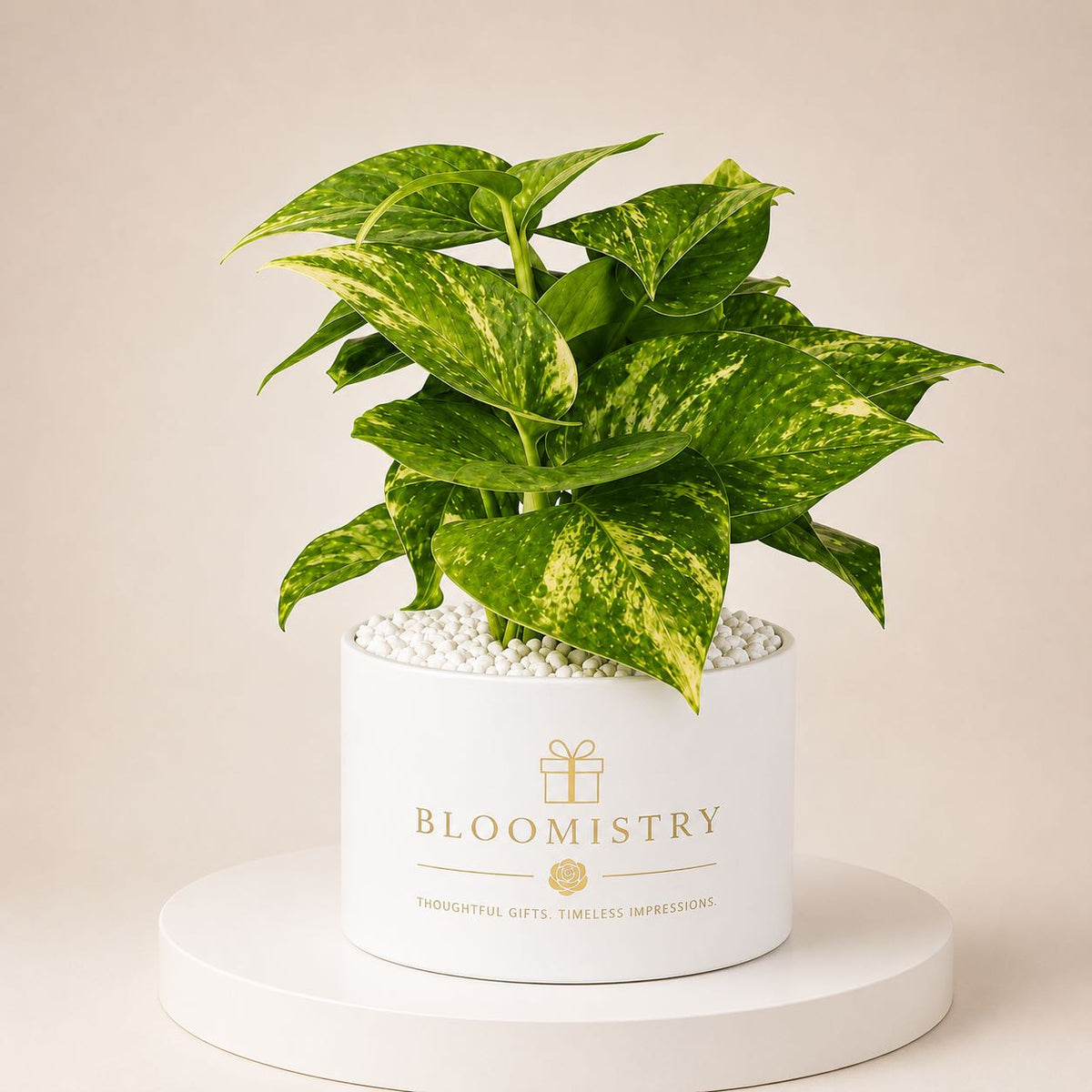 Golden Pothos (Money Plant) in black leather hatbox planter by Bloomistry, second view