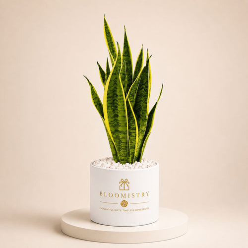 Dracaena Sansevieria — variegated snake plant in matte black planter with white pebbles by Bloomistry