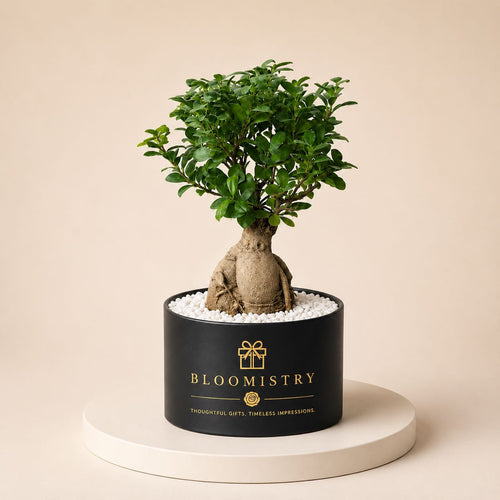 Bonsai Opulence — Ficus Ginseng bonsai in matte black planter with white pebbles by Bloomistry