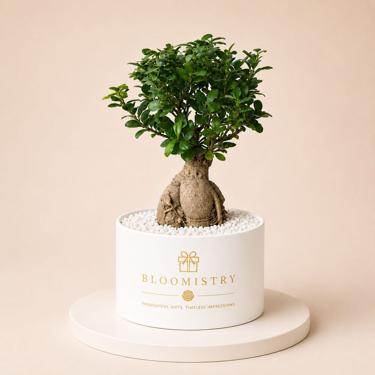 Bonsai Opulence — Ficus Ginseng bonsai in matte black planter by Bloomistry, second view