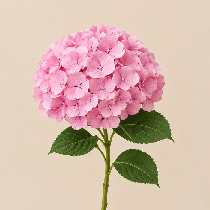 Hydrangea – flower delivery UAE
