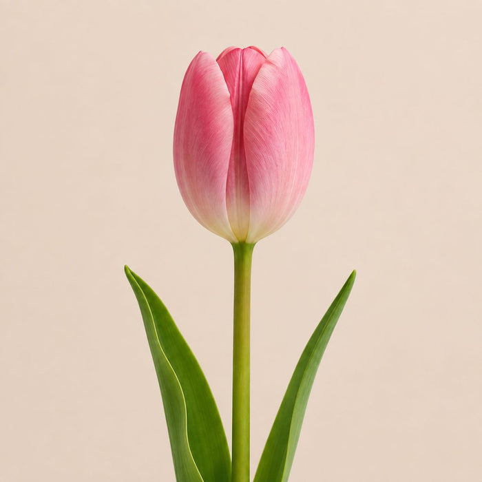 Tulips – flower delivery UAE