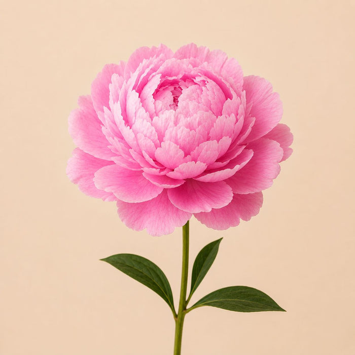 Peonies – flower delivery UAE