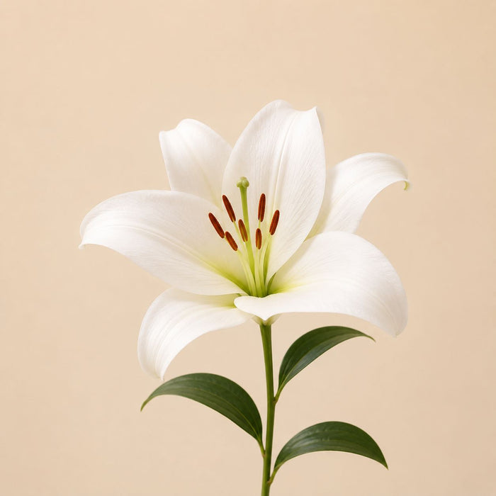 Lilies – flower delivery UAE
