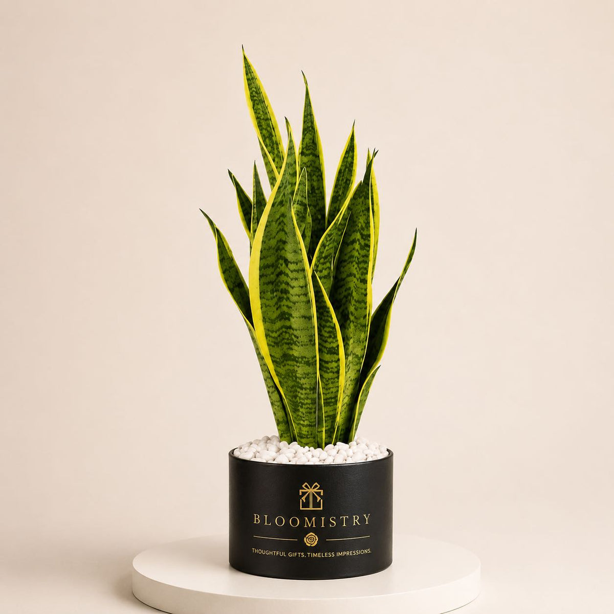 Dracaena Sansevieria — variegated snake plant in matte black planter by Bloomistry, second view