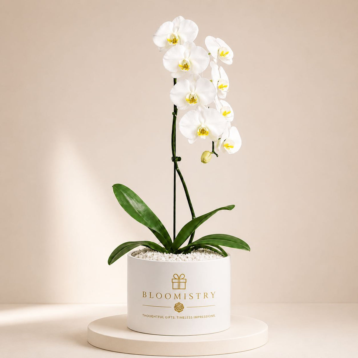 Phalaenopsis Ethereal — white orchid in matte black planter by Bloomistry, second view