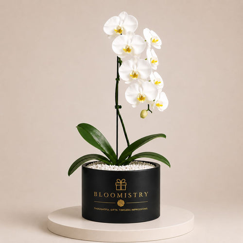 Phalaenopsis Ethereal — white orchid in matte black planter with gold branding by Bloomistry